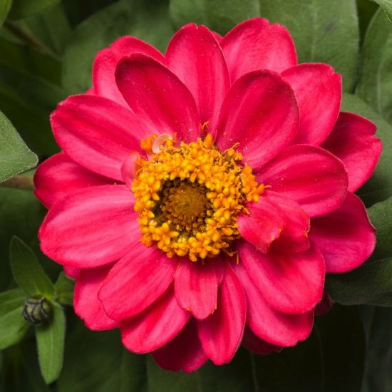  Zinnia Profusion Double Cherry,Zinnia Profusion Series, Zinnia Elegans 'Profusion, Zinnia angustifolia 'Profusion', Zinnia x hybrida 'Profusion', Drought tolerant plants, heat tolerant plants, Humidity tolerant plants, Low maintenance plants